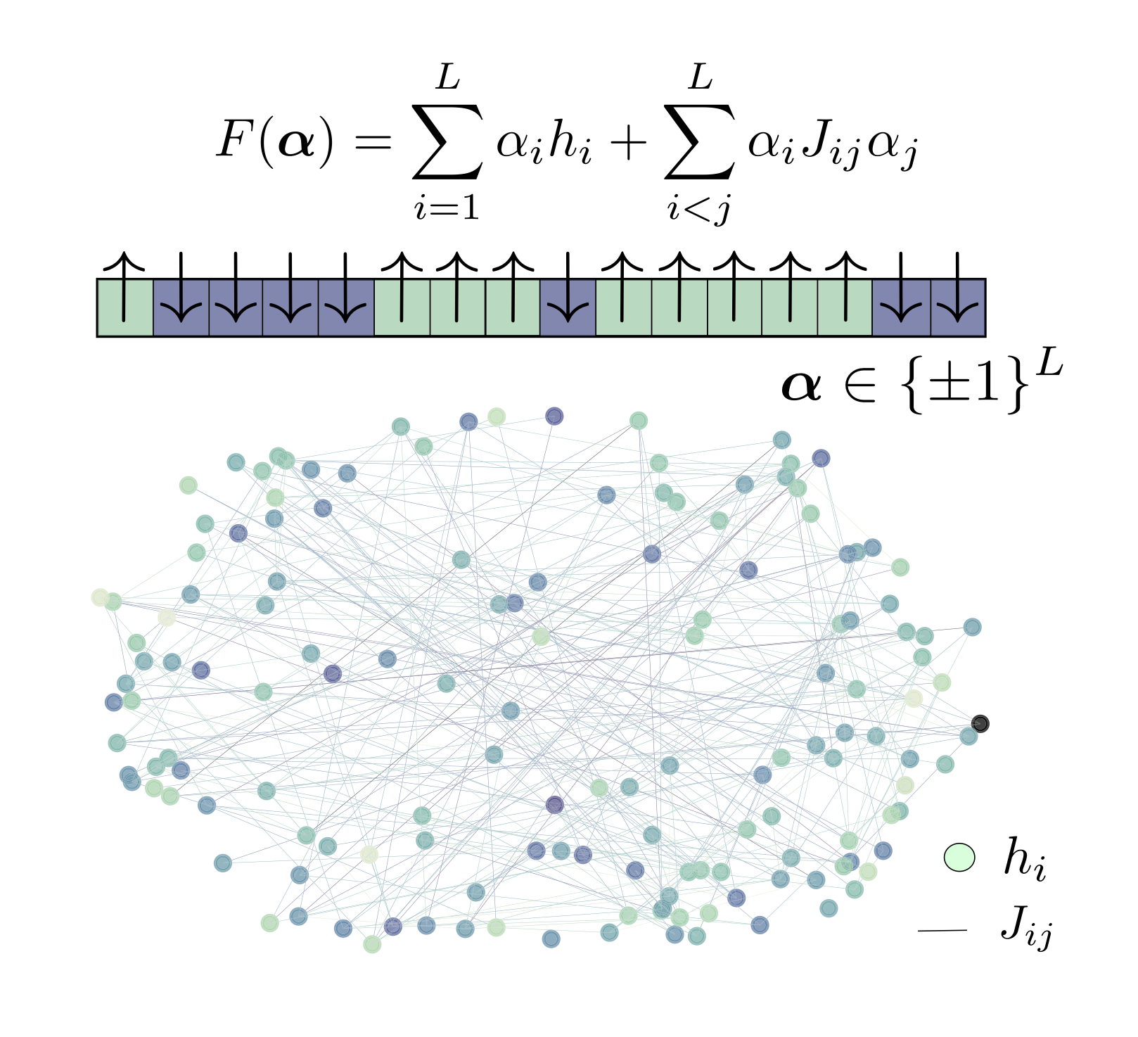Thumbnail for How microscopic epistasis and clonal interference shape the fitness trajectory in a spin glass model of microbial long-term evolution